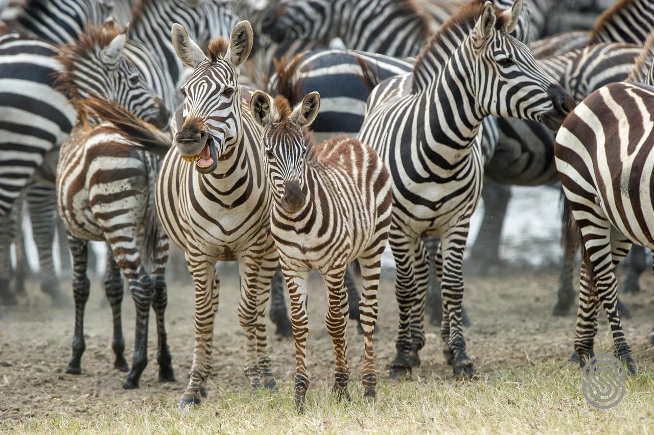 Serengeti Serena Safari Lodge ภายนอก รูปภาพ