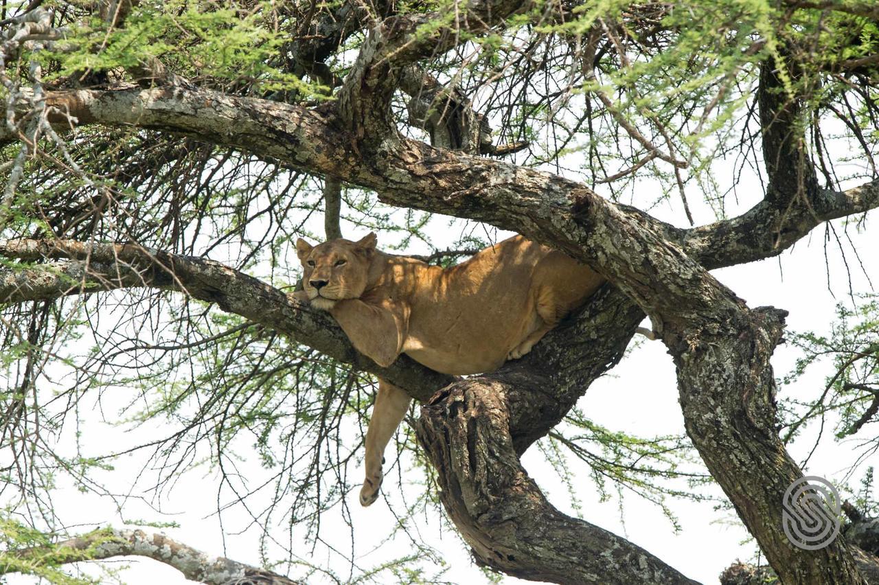 Serengeti Serena Safari Lodge ภายนอก รูปภาพ